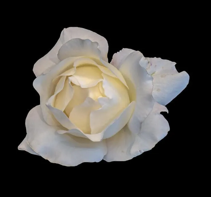 Framed Print : Fine art still life bright soft color flower macro photo of a fresh yellow white rose blossom