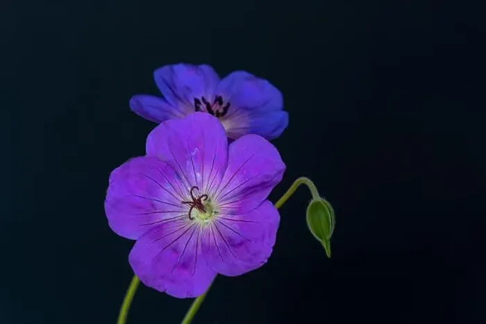 Framed Print : Fine art still life color floral image of a pair of blue violet isolated wide open male Framed Print : Fine art still life color floral image of a pair of blue violet isolated wide open male