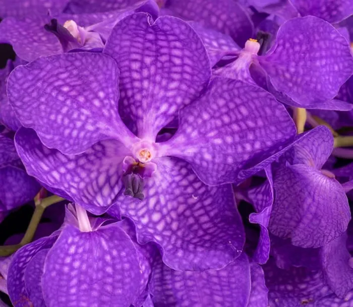 Framed Print : Fine art still life color floral macro image of a bouquet of a purple orchid blossoms Framed Print : Fine art still life color floral macro image of a bouquet of a purple orchid blossoms