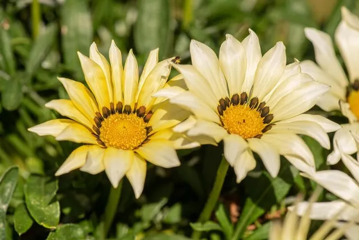 Framed Print : Fine art still life color flower macro of a bouquet of blooming wide open white yellow delosperma blossoms Framed Print : Fine art still life color flower macro of a bouquet of blooming wide open white yellow delosperma blossoms