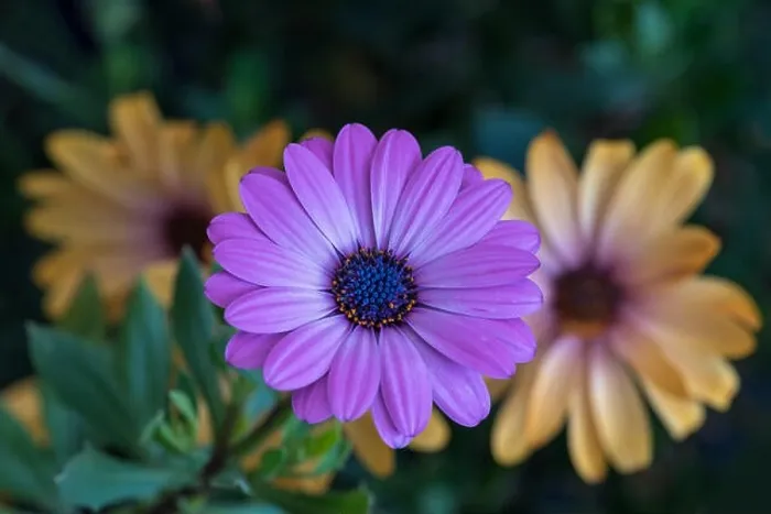 Framed Print : Fine art still life color flower macro image of a single isolated wide open blooming intense violet african / cape Framed Print : Fine art still life color flower macro image of a single isolated wide open blooming intense violet african / cape