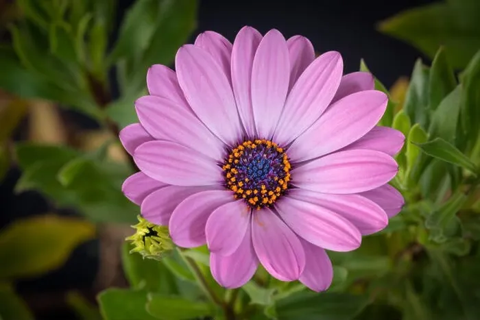 Framed Print : Fine art still life color flower macro image of a single isolated wide open blooming pink african / cape daisy / marguerite Framed Print : Fine art still life color flower macro image of a single isolated wide open blooming pink african / cape daisy / marguerite