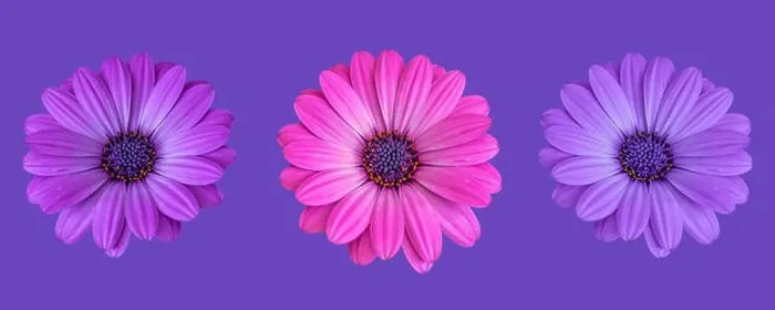 Framed Print : Fine art still life color flower macro image of a trio / three isolated wide open blooming pink violet blue african Framed Print : Fine art still life color flower macro image of a trio / three isolated wide open blooming pink violet blue african