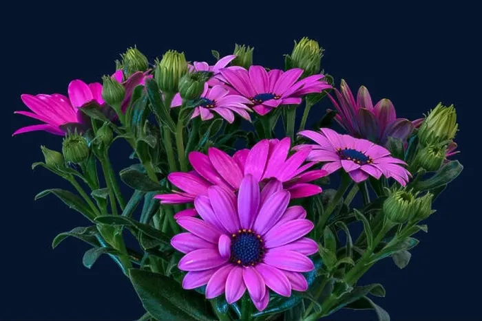 Framed Print : Fine art still life color flower macro image of a wide open blooming intense violet pink cape daisy / marguerite Framed Print : Fine art still life color flower macro image of a wide open blooming intense violet pink cape daisy / marguerite