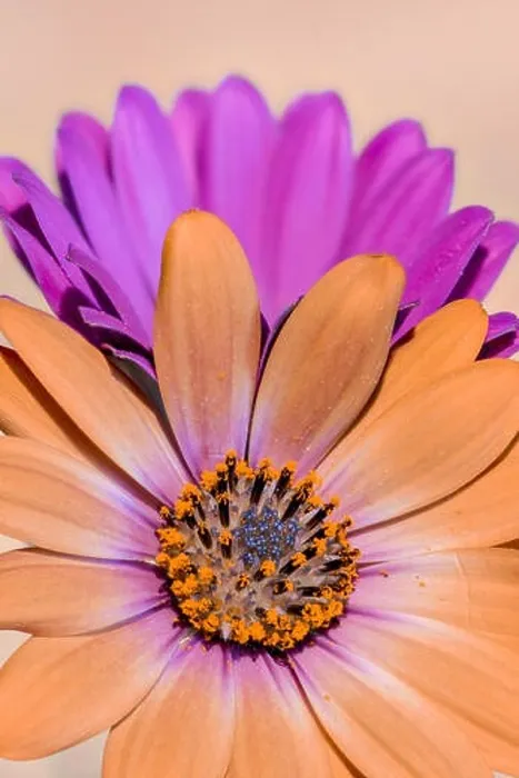 Framed Print : Fine art still life color flower macro photo of a wide open blooming pastel orange violet cape daisy  /  marguerite