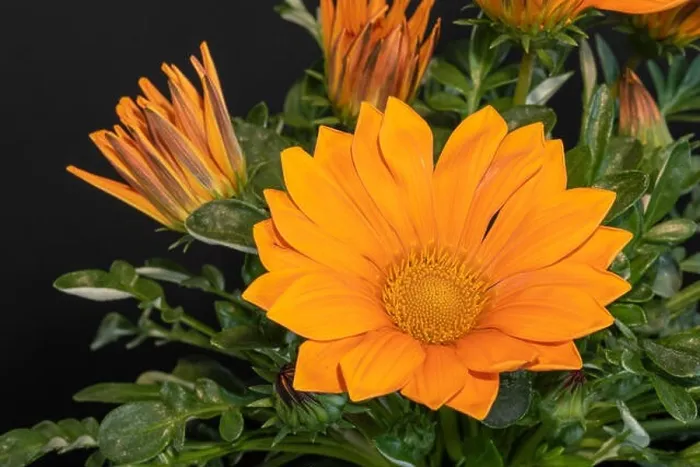 Framed Print : Fine art still life color flower macro photography of a blooming wide open orange delosperma blossom on natural
