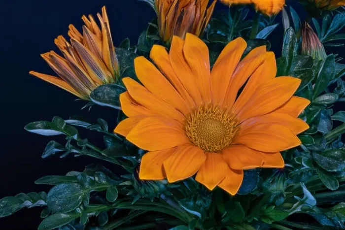 Framed Print : Fine art still life color flower macro portrait of a blooming wide open orange delosperma blossoms with green leaves Framed Print : Fine art still life color flower macro portrait of a blooming wide open orange delosperma blossoms with green leaves