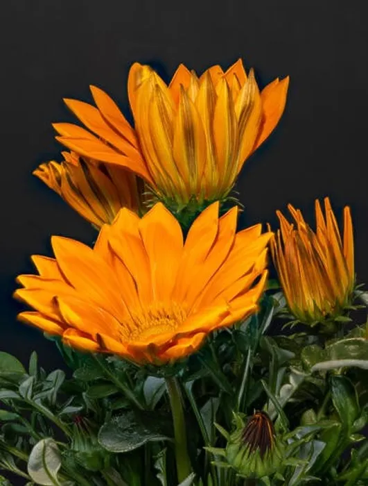Framed Print : Fine art still life color flower macro portrait of a blooming wide open orange delosperma blossoms with green leaves Framed Print : Fine art still life color flower macro portrait of a blooming wide open orange delosperma blossoms with green leaves