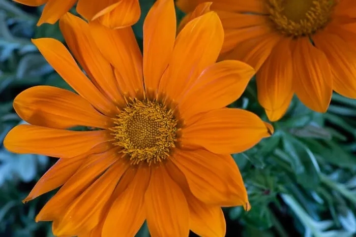 Framed Print : Fine art still life color flower macro portrait of a blooming wide open orange delosperma blossoms with green leaves Framed Print : Fine art still life color flower macro portrait of a blooming wide open orange delosperma blossoms with green leaves