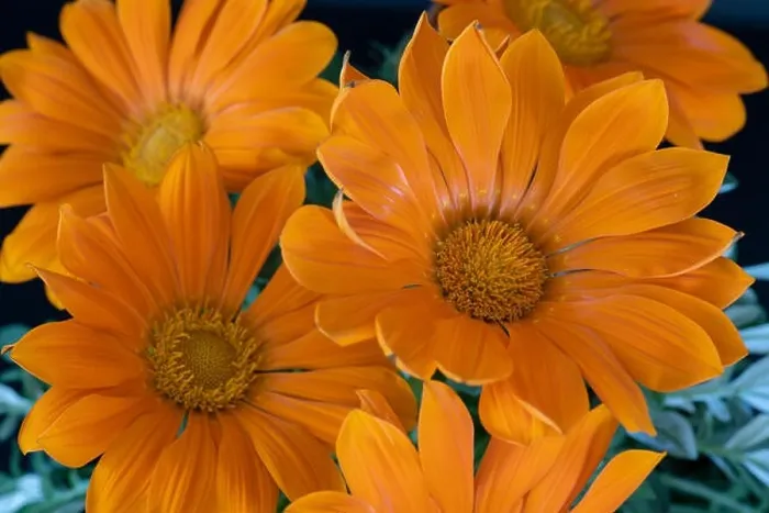Framed Print : Fine art still life color flower macro portrait of a blooming wide open orange delosperma blossoms with green leaves