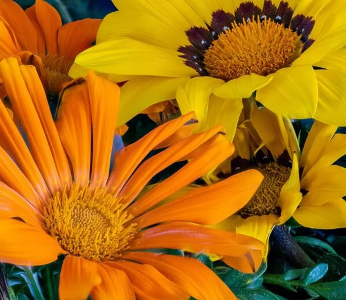 Framed Print : Fine art still life color flower macro portrait of a blooming wide open yellow Framed Print : Fine art still life color flower macro portrait of a blooming wide open yellow