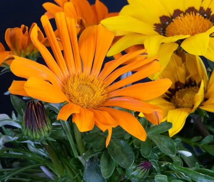 Framed Print : Fine art still life color flower macro portrait of a blooming wide open yellow