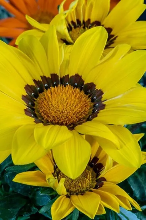 Framed Print : Fine art still life color flower macro portrait of blooming wide open yellow delosperma blossoms with green leaves Framed Print : Fine art still life color flower macro portrait of blooming wide open yellow delosperma blossoms with green leaves