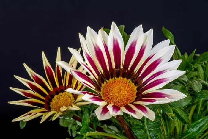 Framed Print : Fine art still life color flower macro portrait of a pair of blooming wide open white red orange delosperma blossoms Framed Print : Fine art still life color flower macro portrait of a pair of blooming wide open white red orange delosperma blossoms