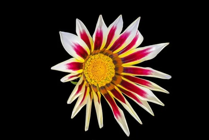 Framed Print : Fine art still life color flower macro portrait of a single isolated blooming wide open white red orange delosperma Framed Print : Fine art still life color flower macro portrait of a single isolated blooming wide open white red orange delosperma