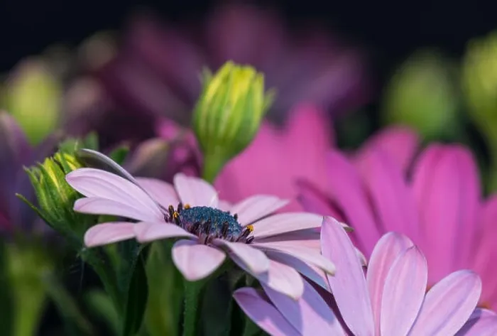 Framed Print : Fine art still life color flower macro portrait of wide open blooming pink cape daisy / marguerite blossoms with green Framed Print : Fine art still life color flower macro portrait of wide open blooming pink cape daisy / marguerite blossoms with green