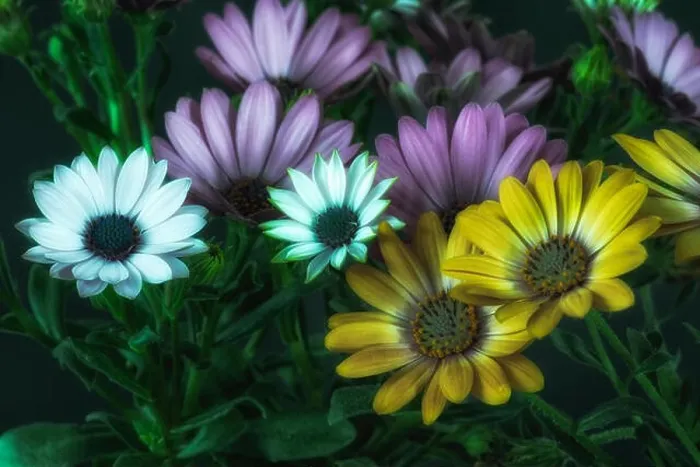 Framed Print : Fine art still life color flower macro of wide open blooming white violet yellow cape daisy / marguerite blossoms with Framed Print : Fine art still life color flower macro of wide open blooming white violet yellow cape daisy / marguerite blossoms with