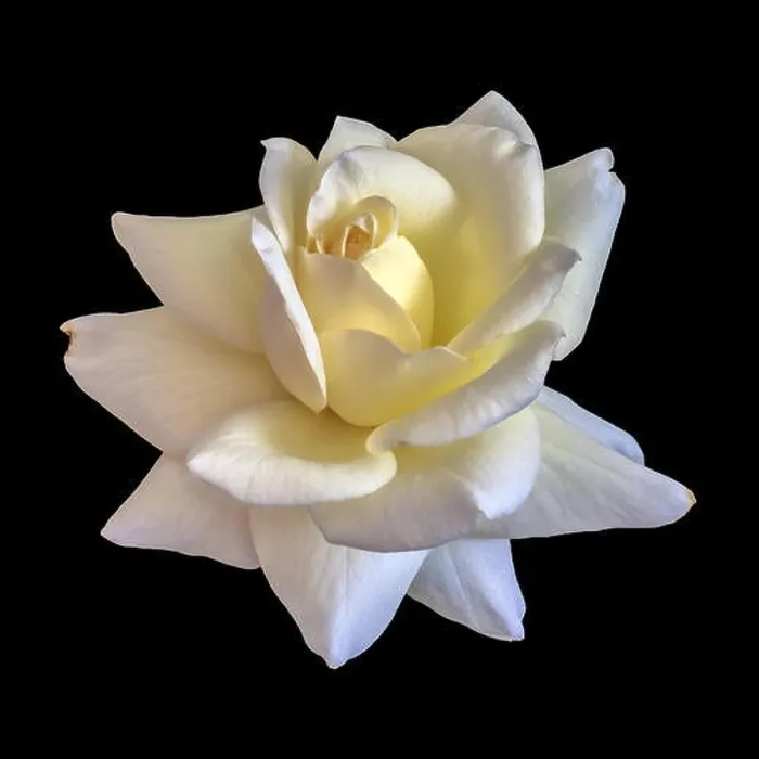 Framed Print : Fine art still life color flower front view macro photo of an open yellow white rose blossom with detailed texture