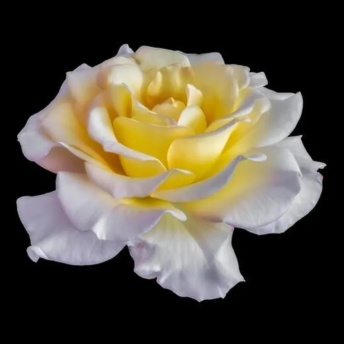 Framed Print : Fine art still life color flower front view macro photo of a wide open blooming yellow white rose blossom with detailed Framed Print : Fine art still life color flower front view macro photo of a wide open blooming yellow white rose blossom with detailed