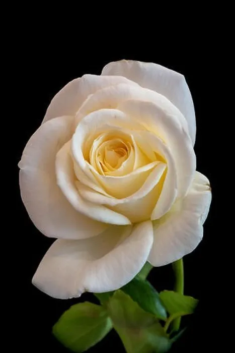 Framed Print : Fine art still life color flower front view macro photo of a wide open white yellow rose blossom with leaves Framed Print : Fine art still life color flower front view macro photo of a wide open white yellow rose blossom with leaves