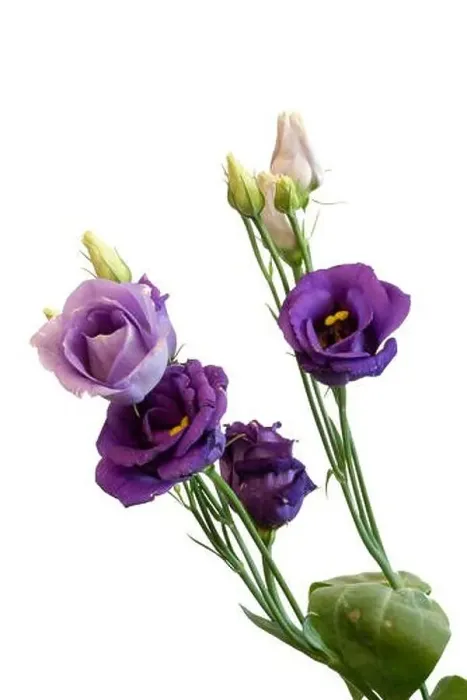 Framed Print : Fine art still life color macro of a bunch of violet blue lisianthus / showy prairie gentian / texas bluebell blossoms Framed Print : Fine art still life color macro of a bunch of violet blue lisianthus / showy prairie gentian / texas bluebell blossoms