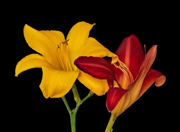 Framed Print : Fine art still life color macro image of a pair of isolated wide open red and yellow daylily blossoms with stem Framed Print : Fine art still life color macro image of a pair of isolated wide open red and yellow daylily blossoms with stem