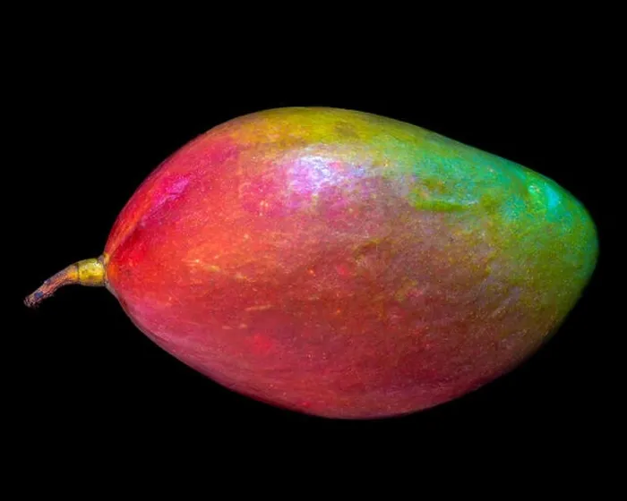 Framed Print : Fine art still life color macro image of a single isolated colorful fresh red green mango on black background Framed Print : Fine art still life color macro image of a single isolated colorful fresh red green mango on black background