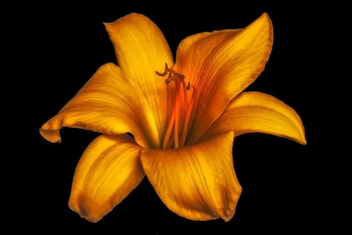 Framed Print : Fine art still life color macro image of a single isolated wide open dark orange daylily blossom on black background Framed Print : Fine art still life color macro image of a single isolated wide open dark orange daylily blossom on black background