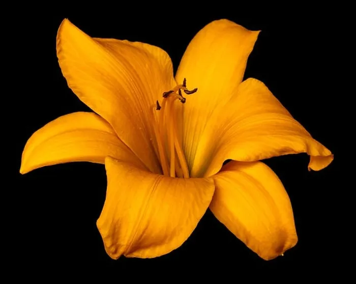 Framed Print : Fine art still life color macro image of a single isolated wide open dark yellow daylily blossom on black background
