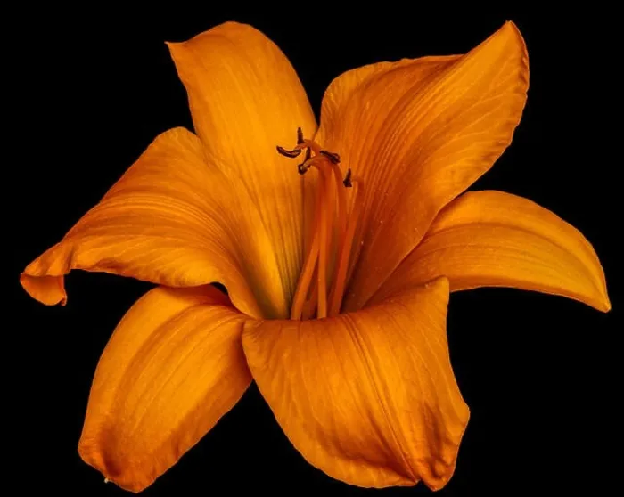 Framed Print : Fine art still life color macro image of a single isolated wide open golden Framed Print : Fine art still life color macro image of a single isolated wide open golden