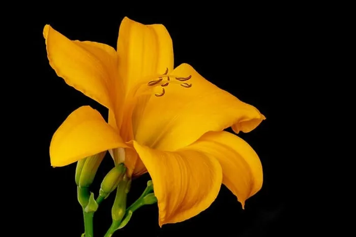 Framed Print : Fine art still life color macro image of a single isolated wide open orange yellow daylily blossom with stem Framed Print : Fine art still life color macro image of a single isolated wide open orange yellow daylily blossom with stem