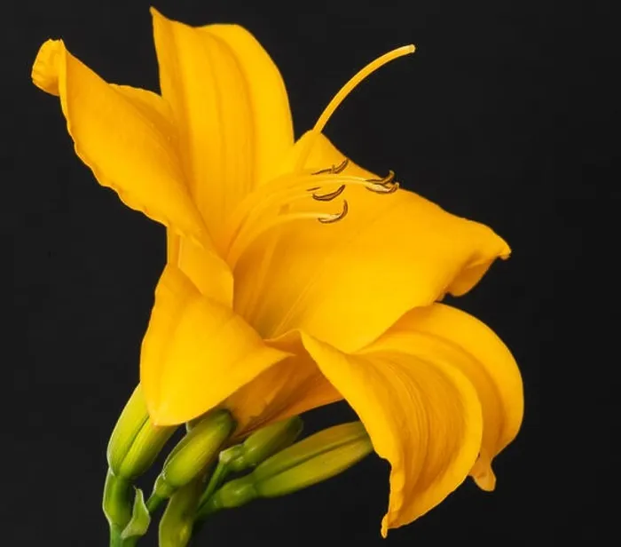 Framed Print : Fine art still life color macro image of a single isolated wide open orange yellow daylily blossom with stem Framed Print : Fine art still life color macro image of a single isolated wide open orange yellow daylily blossom with stem