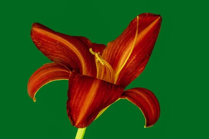 Framed Print : Fine art still life color macro image of a single isolated wide open red daylily blossom with stem on green background Framed Print : Fine art still life color macro image of a single isolated wide open red daylily blossom with stem on green background