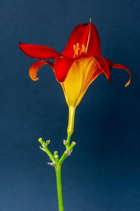 Framed Print : Fine art still life color macro image of a single isolated wide open red yellow daylily blossom with stem on blue paper Framed Print : Fine art still life color macro image of a single isolated wide open red yellow daylily blossom with stem on blue paper