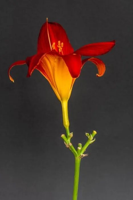Framed Print : Fine art still life color macro image of a single isolated wide open red yellow daylily blossom with stem on gray paper Framed Print : Fine art still life color macro image of a single isolated wide open red yellow daylily blossom with stem on gray paper