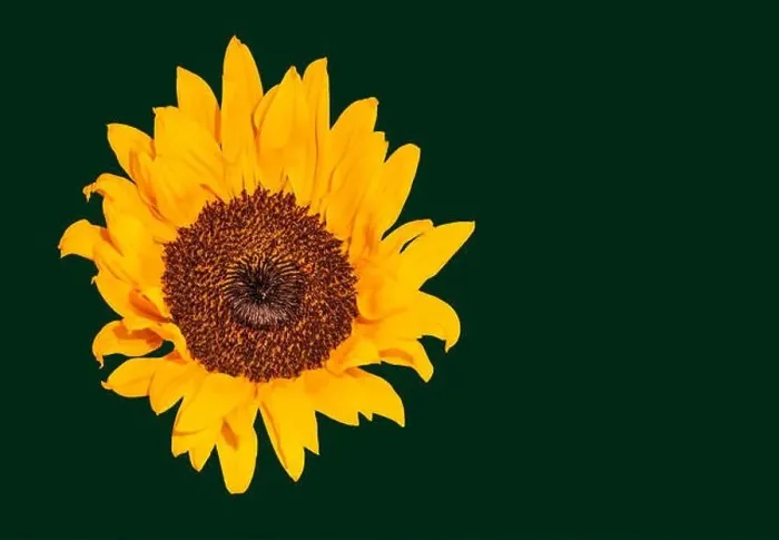Framed Print : Fine art still life color macro image of a single isolated yellow sunflower blossom in bright sunshine with detailed