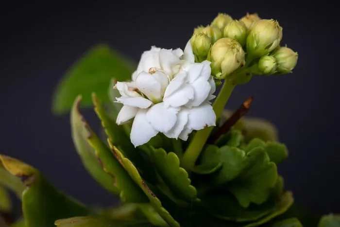 Framed Print : Fine art still life color macro image of a single white green yellow kalanchoe with blossom on blurred background in Framed Print : Fine art still life color macro image of a single white green yellow kalanchoe with blossom on blurred background in