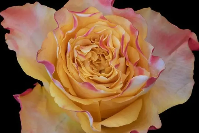 Framed Print : Fine art still life color macro of the inner heart of a single isolated red pink yellow rose blossom in vintage Framed Print : Fine art still life color macro of the inner heart of a single isolated red pink yellow rose blossom in vintage