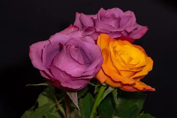 Framed Print : Fine art still life color macro of three red and yellow orange rose blossoms with stem Framed Print : Fine art still life color macro of three red and yellow orange rose blossoms with stem