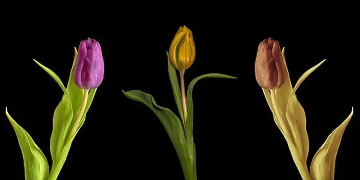Framed Print : Fine art still life color macro set of three isolated tulip blossoms with leaves Framed Print : Fine art still life color macro set of three isolated tulip blossoms with leaves