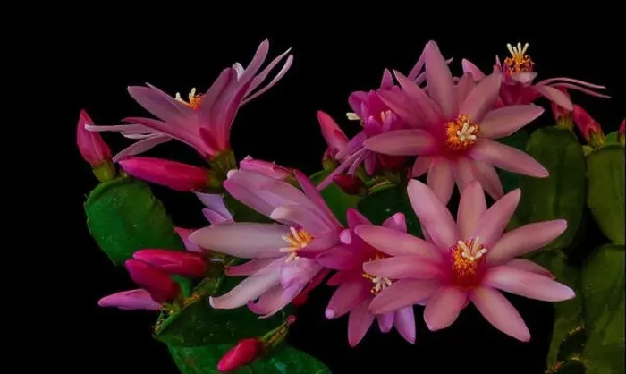 Framed Print : Fine art still life color macro of a set of white pink easter / whitsun cactus blossoms on black background in vintage Framed Print : Fine art still life color macro of a set of white pink easter / whitsun cactus blossoms on black background in vintage
