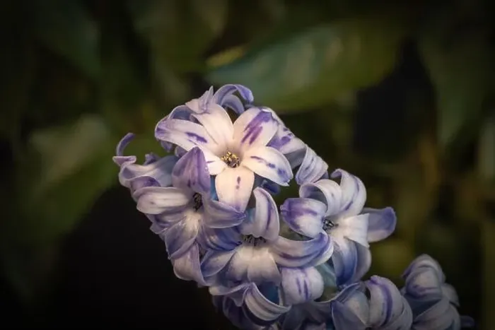 Framed Print : Fine art still life color macro of a single isolated stem / umbel of violet blue hyacinth blossoms on dark blurry Framed Print : Fine art still life color macro of a single isolated stem / umbel of violet blue hyacinth blossoms on dark blurry