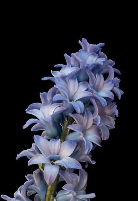 Framed Print : Fine art still life color macro of a single isolated stem of violet blue hyacinth blossoms on black background with Framed Print : Fine art still life color macro of a single isolated stem of violet blue hyacinth blossoms on black background with