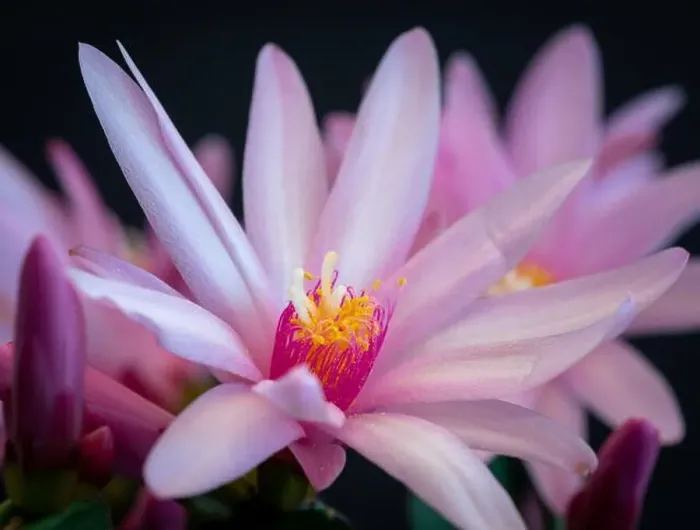 Framed Print : Fine art still life color macro of a single white pink easter / whitsun cactus blossom with shinng pedicels on a Framed Print : Fine art still life color macro of a single white pink easter / whitsun cactus blossom with shinng pedicels on a