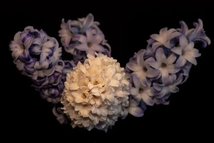 Framed Print : Fine art still life color macro of a white blossom and three violet blue hyacinth umbels / blossoms on a blurry Framed Print : Fine art still life color macro of a white blossom and three violet blue hyacinth umbels / blossoms on a blurry