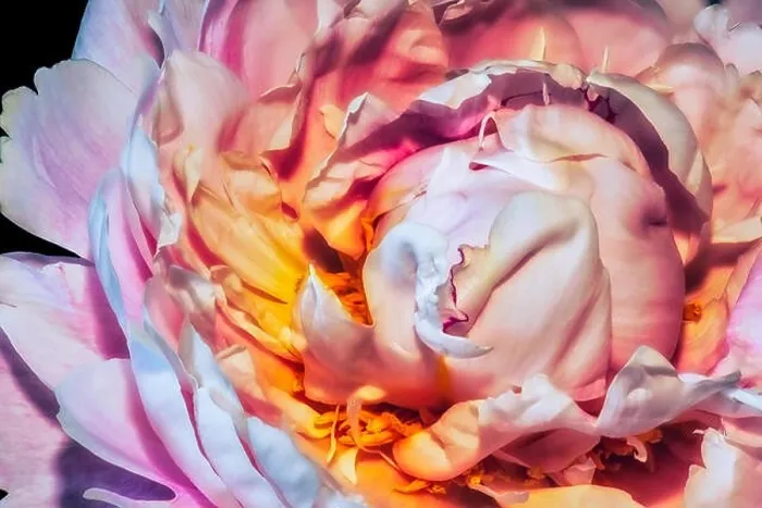 Framed Print : Fine art still life colorful floral macro flower image of the inner of a single pink open blooming young sunlit peony Framed Print : Fine art still life colorful floral macro flower image of the inner of a single pink open blooming young sunlit peony