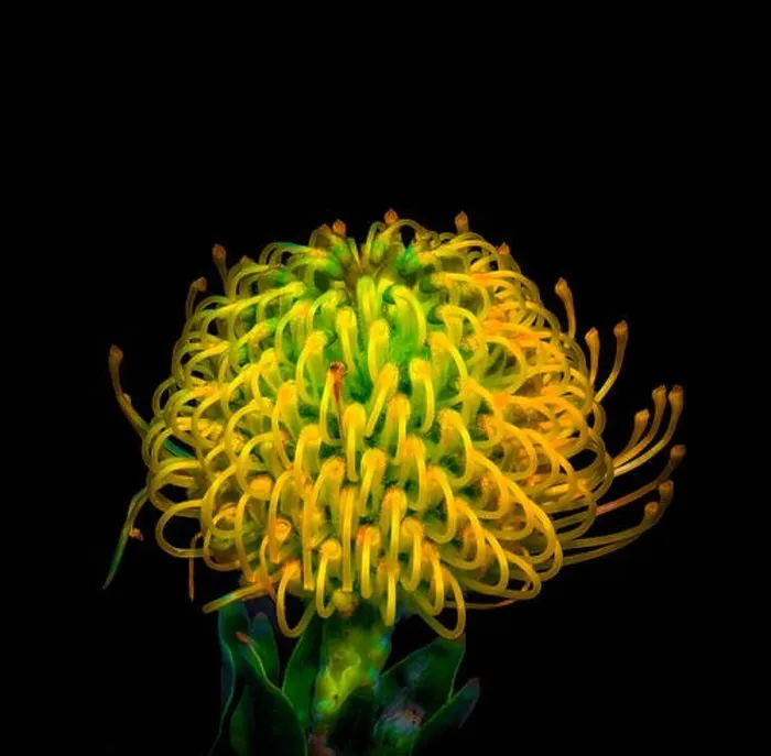 Framed Print : Fine art still life colorful floral macro image of a single isolated protea blossom in vivid glowing neon colors in Framed Print : Fine art still life colorful floral macro image of a single isolated protea blossom in vivid glowing neon colors in