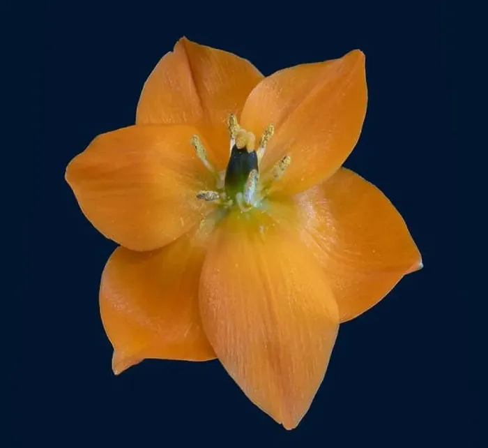 Framed Print : Fine art still life colorful floral macro of a single isolated bright orange Star-of-Bethlehem / ornithogalum flower Framed Print : Fine art still life colorful floral macro of a single isolated bright orange Star-of-Bethlehem / ornithogalum flower