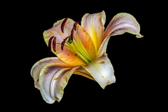 Framed Print : Fine art still life colorful floral macro of a single isolated yellow pink lily blossom Framed Print : Fine art still life colorful floral macro of a single isolated yellow pink lily blossom