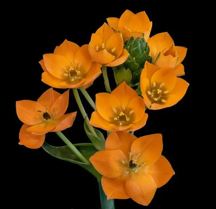 Framed Print : Fine art still life colorful floral macro of a stem of orange Star-of-Bethlehem / ornithogalum flower blossoms Framed Print : Fine art still life colorful floral macro of a stem of orange Star-of-Bethlehem / ornithogalum flower blossoms